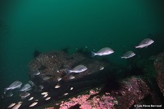 Plectorhinchus mediterraneus