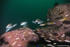 Plectorhinchus mediterraneus