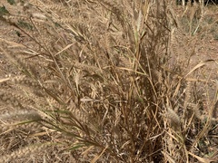 Cenchrus pedicellatus