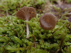 Arrhenia rickenii