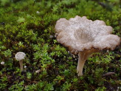 Arrhenia rickenii