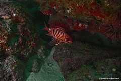 Sargocentron hastatum