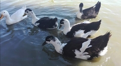 Anas platyrhynchos domesticus