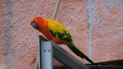Aratinga solstitialis
