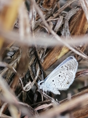 Hemiargus hanno