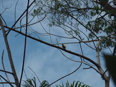 Icterus auricapillus