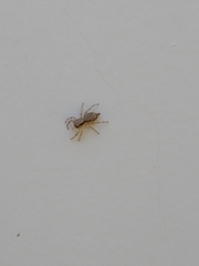 Menemerus bivittatus