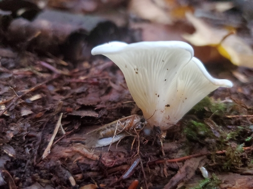 angel's wings (Pleurocybella porrigens)