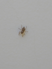 Menemerus bivittatus