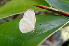 Leucidia elvina