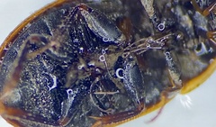 Cymbiodyta toddi