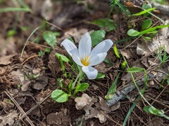 Crocus laevigatus