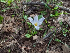 Crocus laevigatus