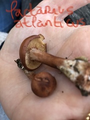 Lactarius atlanticus