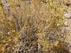 Baccharis boliviensis