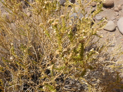 Baccharis boliviensis