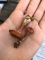 Lactarius atlanticus