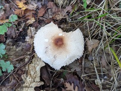 Lepiota ignivolvata