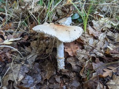 Lepiota ignivolvata