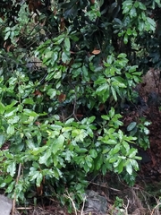 Laurus novocanariensis