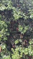 Laurus novocanariensis