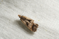 Dichomeris bilobella