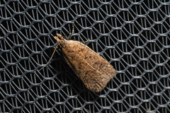 Dichomeris ventrellus