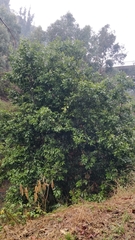 Laurus novocanariensis