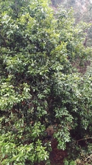 Laurus novocanariensis