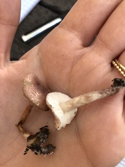 Lepiota brunneoincarnata