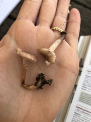 Lepiota brunneoincarnata