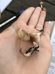 Lepiota brunneoincarnata