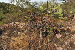 Bursera glabrifolia