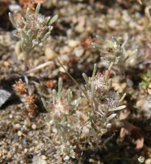 Gnaphalium pauciflorum