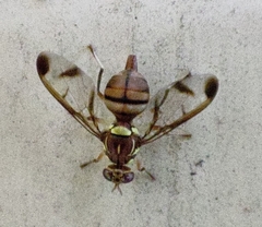 Zeugodacus cucurbitae