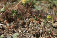 Gnaphalium pauciflorum