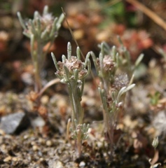 Gnaphalium pauciflorum