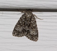 Acronicta fragilis