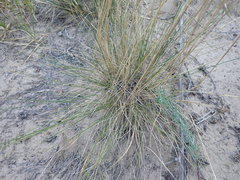 Festuca beckeri