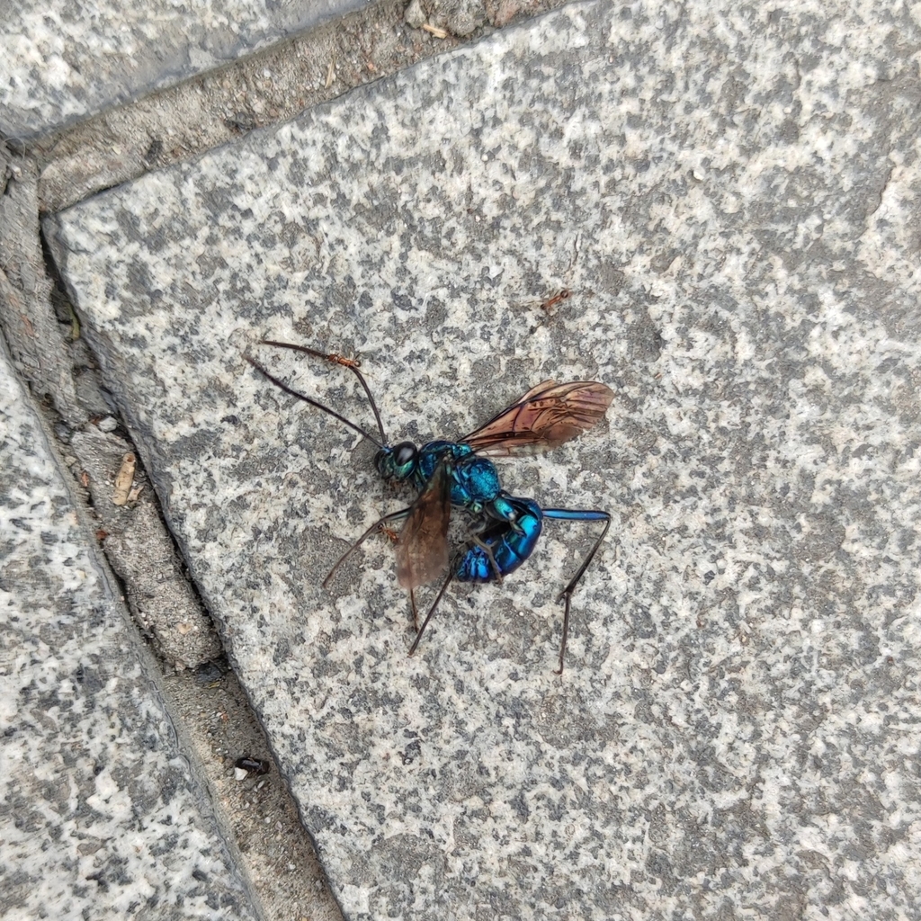 Chlorocryptus purpuratus from Hangzhou, CNZJ, CN on July 17, 2021 at