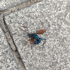 Chlorocryptus purpuratus