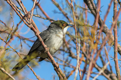 Curruca melanocephala