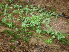 Berula erecta