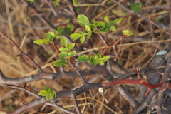 Bursera glabrifolia