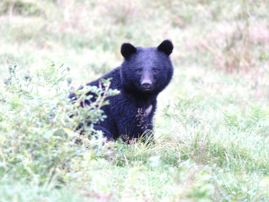 Japanese Black Bear (Ursus thibetanus japonicus) - Know Your Mammals