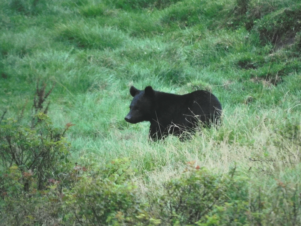 Japanese Black Bear (Ursus thibetanus japonicus) - Know Your Mammals