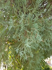 Juniperus chinensis