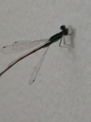 Coenagrionidae