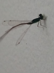 Coenagrionidae
