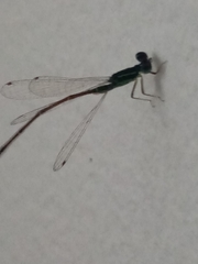 Coenagrionidae